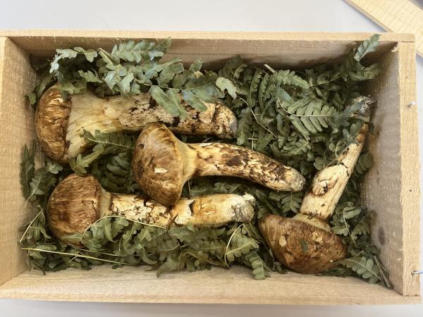 信州・後山地区の秋の味覚　極上 松茸